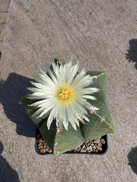 Astrophytum myriostigma nudum